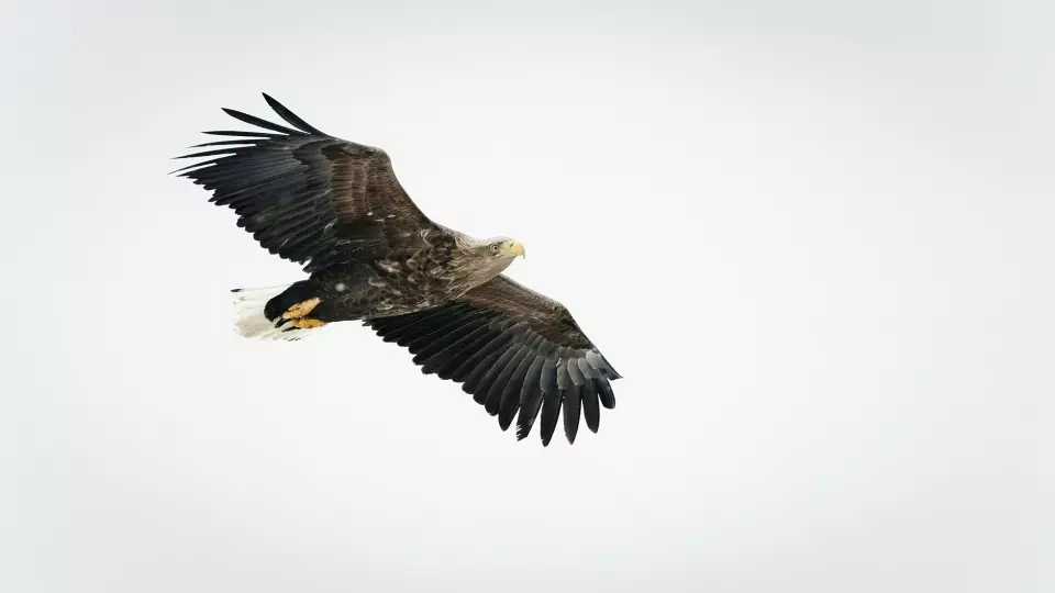 На Ямале заметили редкого чёрного коршуна