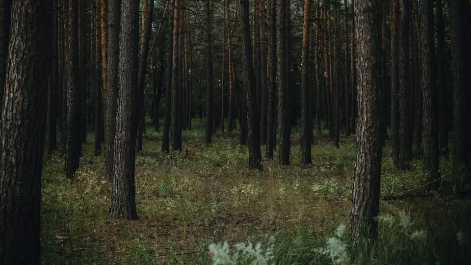 На каких частях тела стоит искать клещей?