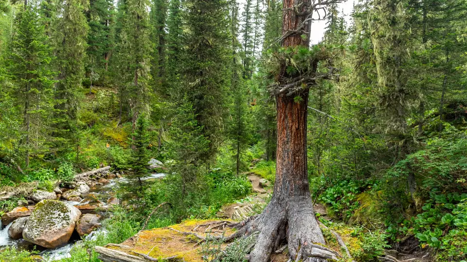 В Карпинске ввели запрет на посещение лесов из-за падения обломков ракеты