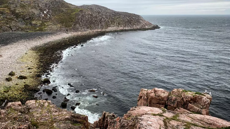 Ученые выяснили сроки формирования лежбищ моржей на Ямале