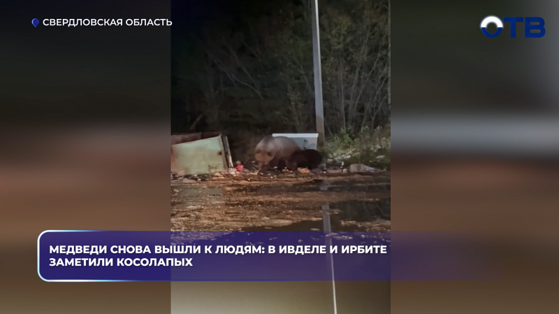 Медведи снова вышли к людям: в Ивделе и Ирбите заметили косолапых
