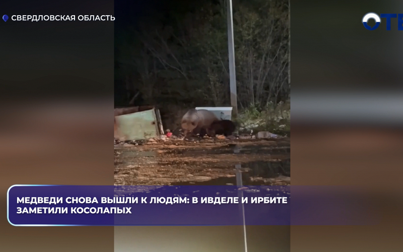 Медведи снова вышли к людям: в Ивделе и Ирбите заметили косолапых