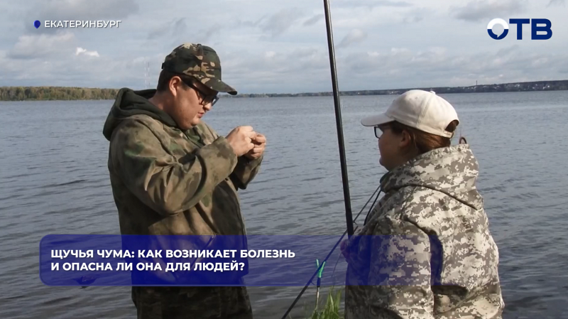 Щучья чума: как возникает болезнь и опасна ли она для людей?