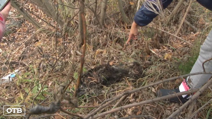 В Артёмовском зоозащитники нашли останки собак в приюте
