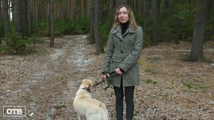 На Среднем Урале зоозащитники стерилизовали собаку без согласия хозяйки