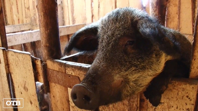 Из-за чумы свиней режим ЧС введён еще в четырёх муниципалитетах Свердловской области