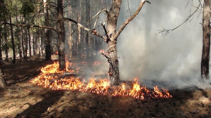 52 млн рублей: ущерб от лесных пожаров на Среднем Урале