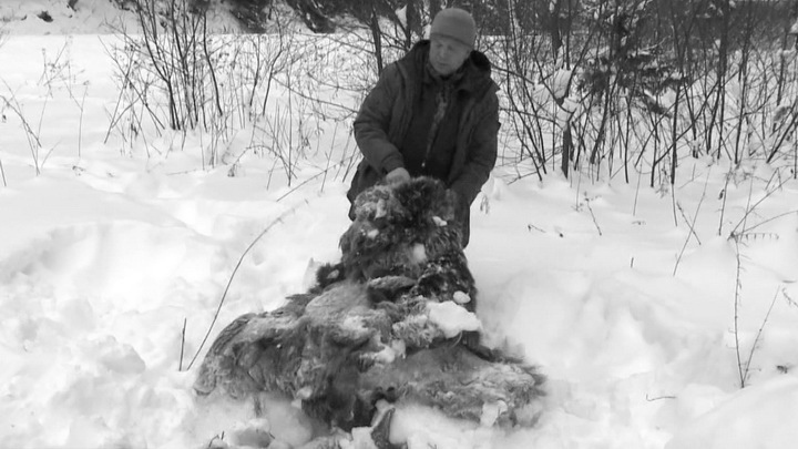 На Урале задержали группу браконьеров, которые отстреливали лосей