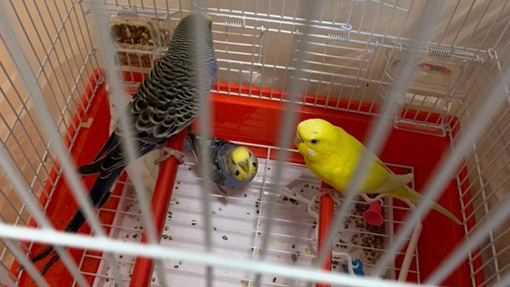 В аэропорту Екатеринбурга приютили попугаев из Таджикистана