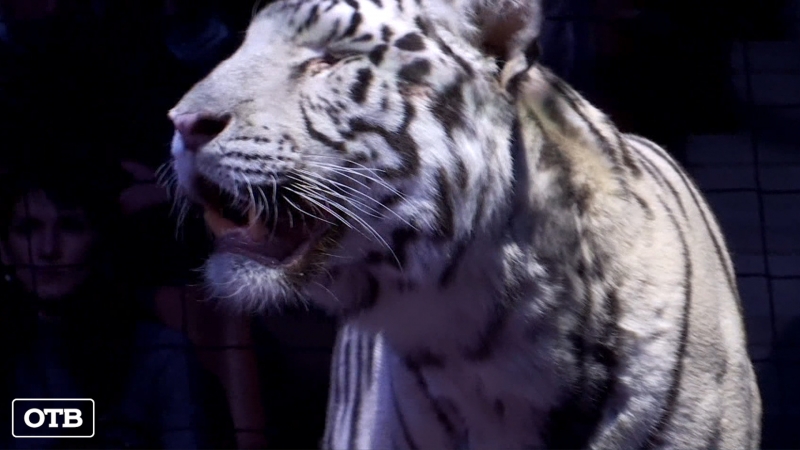 Хорошая киса: россиянам не рекомендуют целоваться с тиграми ради селфи