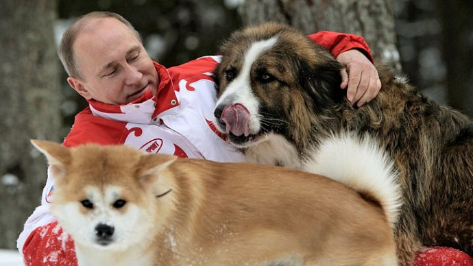 Наконец-то! Владимир Путин подписал закон о запрете жестокого обращения с животными