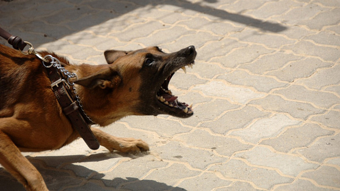 В российском МВД составили список из 69 опасных пород собак