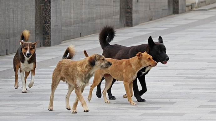 Собаки Милонова: учёт и чипирование избавят от агрессии