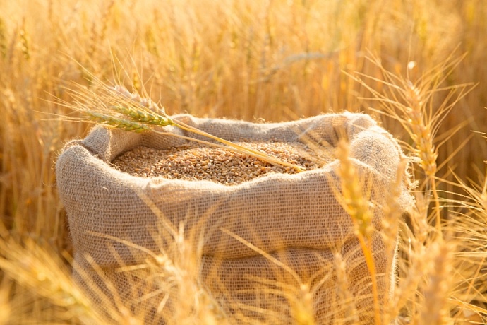 Турция с 1 мая введет 130-ти процентную пошлину на импорт пшеницы, ячменя и кукурузы 