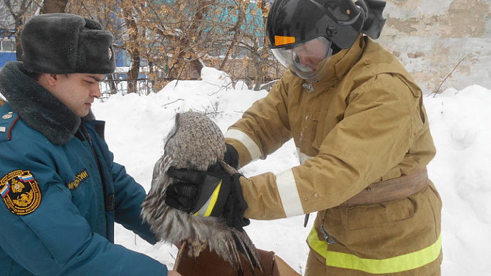Свердловские пожарные спасли обессилевшую сову