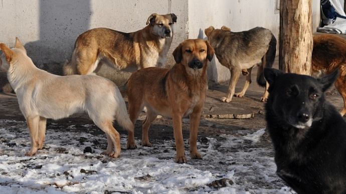 «Нет ничего невозможного — это вопрос приоритетов»: на Среднем Урале отловлена 181 бездомная собака